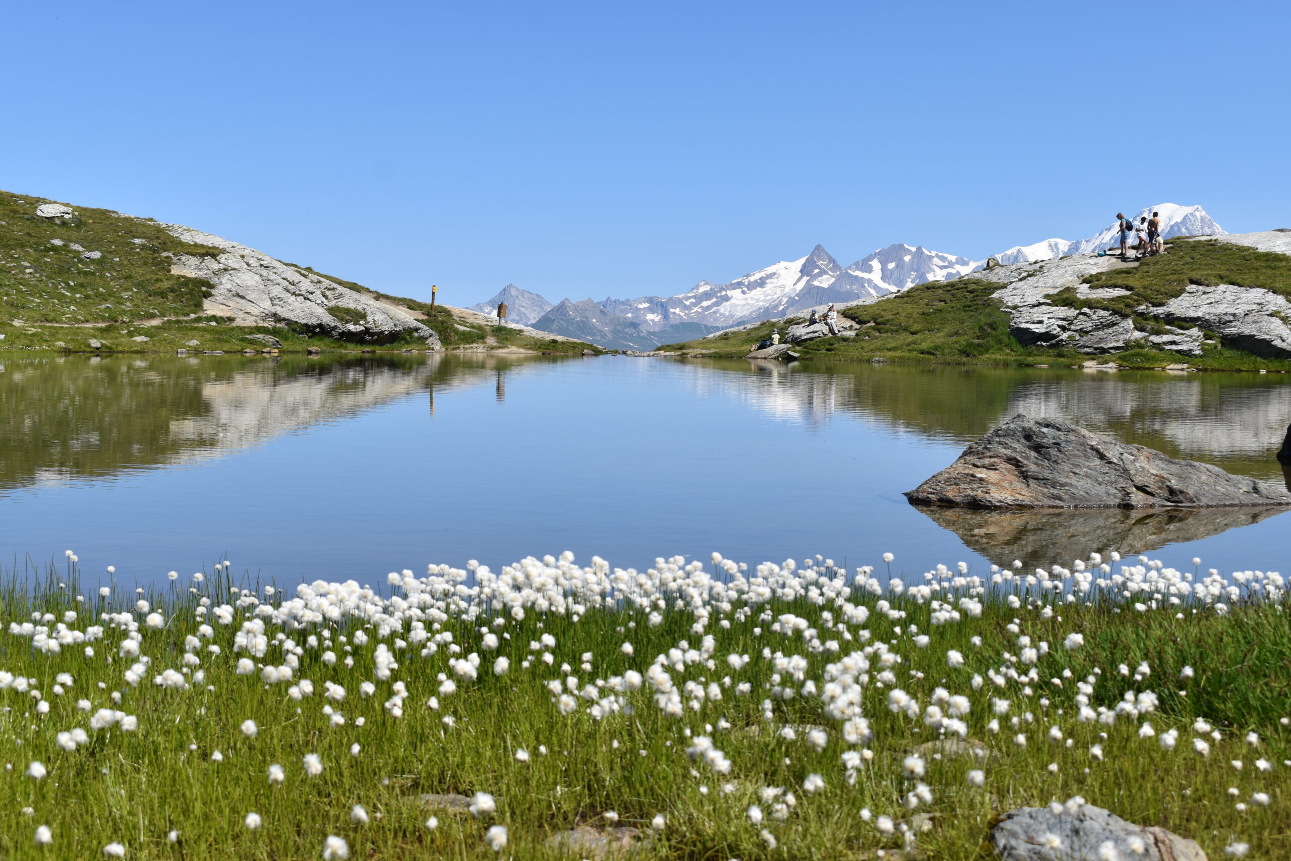 Les Arcs 1800 in summer - alpine lake fringed with cotton grass, reflecting Mont Blanc