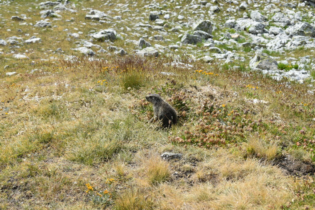 Marmotte dressée dans l'alpage fleuri